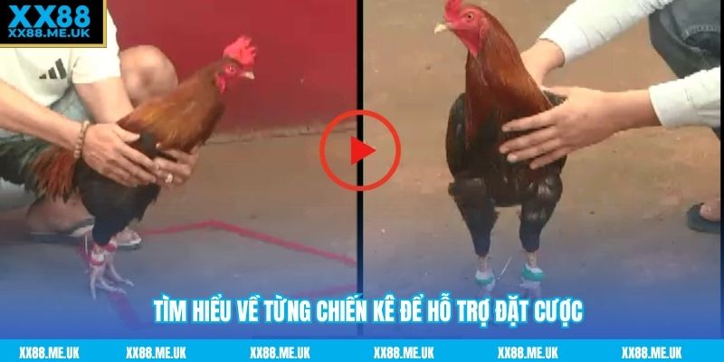 Tìm hiểu về từng chiến kê để hỗ trợ đặt cược